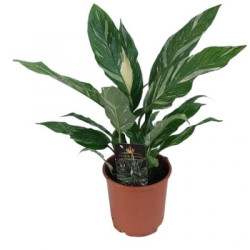 Филодендрон Imperial Green 