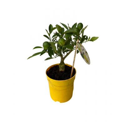 Цитрусовое растение Лимон