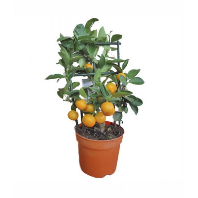 Citrus Plant Calamondin