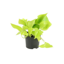 Эпипремнум Golden Pothos