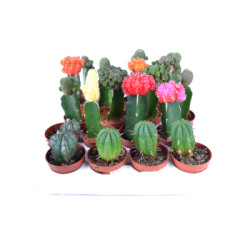Гимнокалициум Gymnocalycium