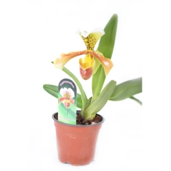 Orchid Paphiopedilum
