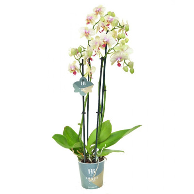 Phalaenopsis orchid 4 branches