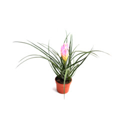 Тилландсия Cyanea Anita