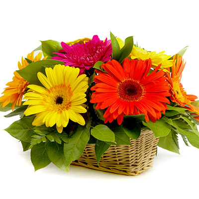 Basket with different color gerberas