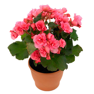  Potted begonia