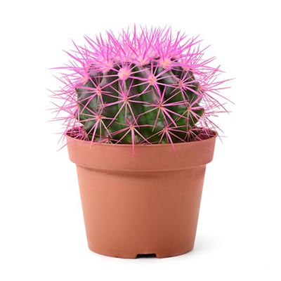 Cactus in a pot with colored thorns