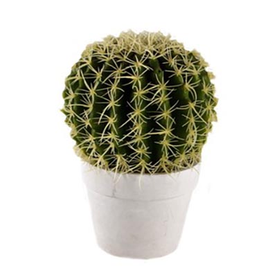  Cactus in a pot