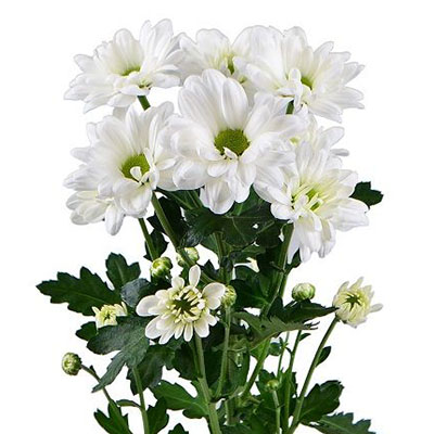 Chrysanthemum white by the piece