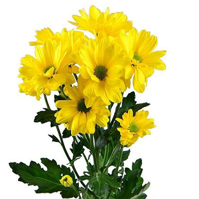  Chrysanthemum yellow by the piece