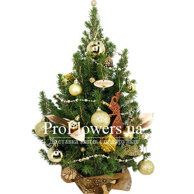 Live spruce with "Golden Blizzard" decor