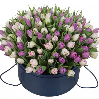 101 тюльпан "Фіолетова димка"