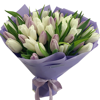 51 белый и нежный фиолетовый тюльпан