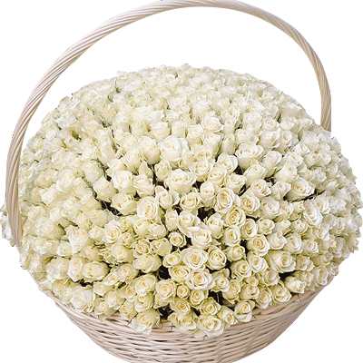 Basket of 501 white roses