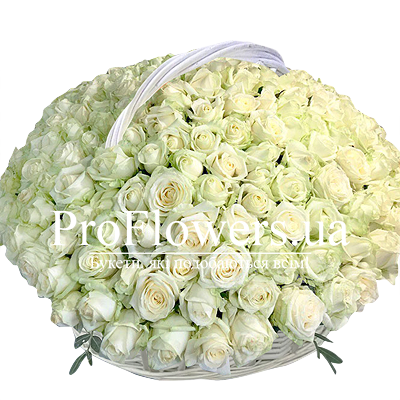 Basket of 201 white roses