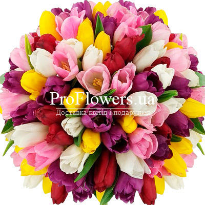 51 multi-colored tulips - picture 2