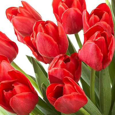  Red tulip by the piece