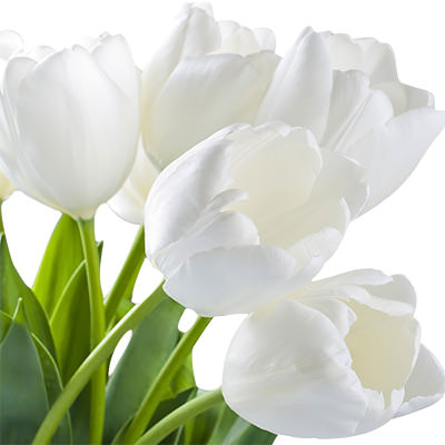Белый тюльпан поштучно