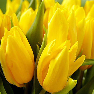 Yellow tulip by the piece