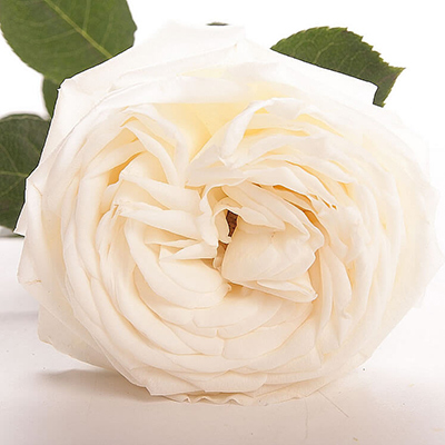Біла троянда O'Hara поштучно