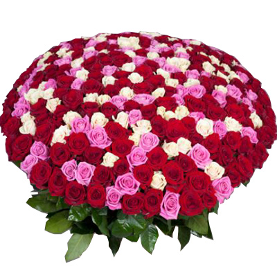 1001 multi-colored rose