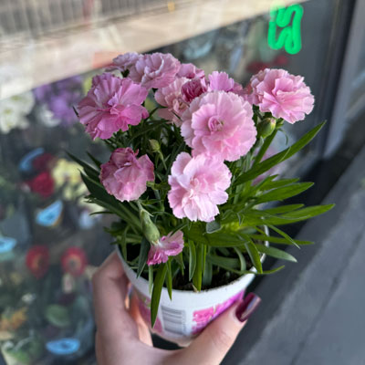 Carnation in a pot