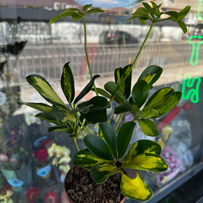 Schefflera