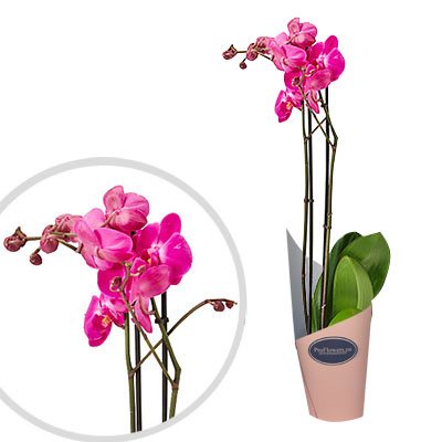 Flower in the pot "Pink Phalaenopsis"