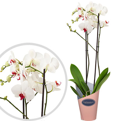 Flowers in a pot "White Phalaenopsis"