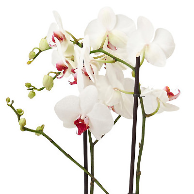 Flowers in a pot "White Phalaenopsis" - picture 2