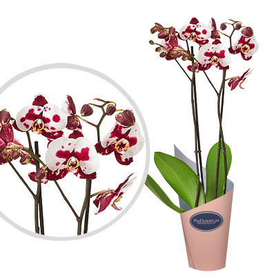 Phalaenopsis spotted in a pot