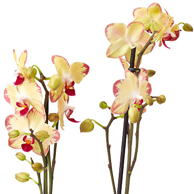 Houseplant "Yellow Phalaenopsis" - picture 2