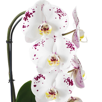 Phalaenopsis white spotted in a pot - picture 2