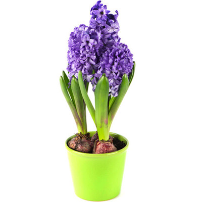 Hyacinth purple in a pot
