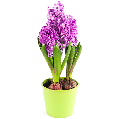 Hyacinth lilac in a pot
