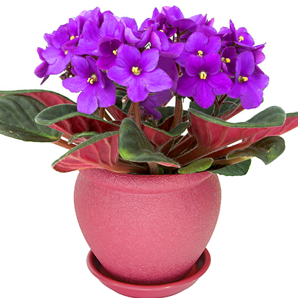 Violet in a pot