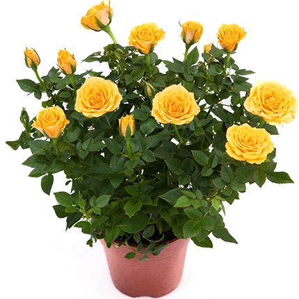 Rose yellow decorative in a pot