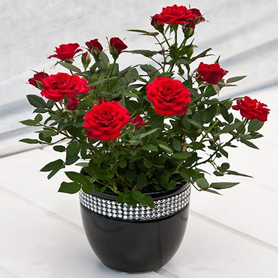 Rose red decorative in a pot