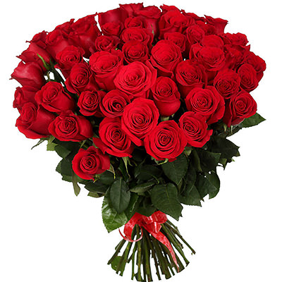 51 giant imported red rose