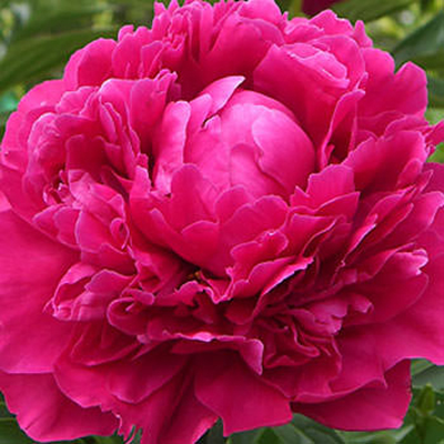 Bouquet of peonies "Unforgettable impression" - picture 3