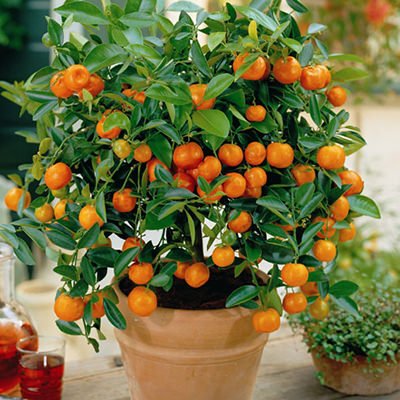 Indoor plant "Mandarin tree"