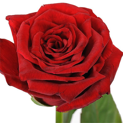 Роза красная поштучно