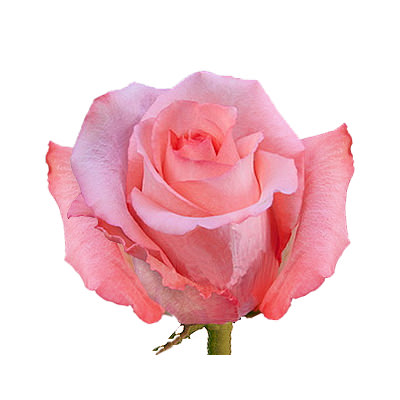 Pink rose (by an item)