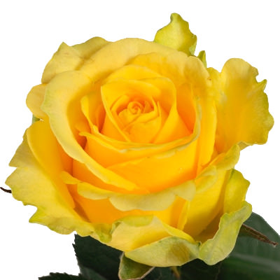 Роза желтая поштучно