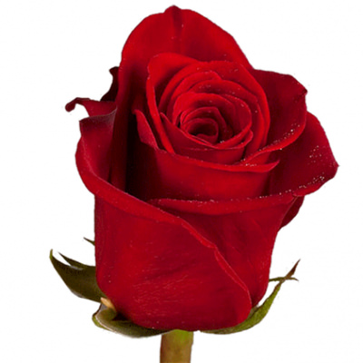 Метрова імпортна червона троянда поштучно