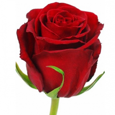 Метровая украинская красная роза поштучно