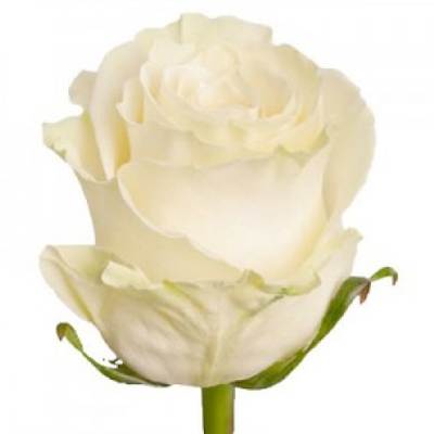 Белая метровая роза поштучно