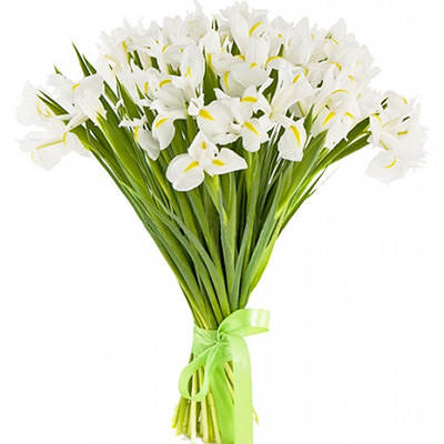 Bouquet of white iris "Snow White"