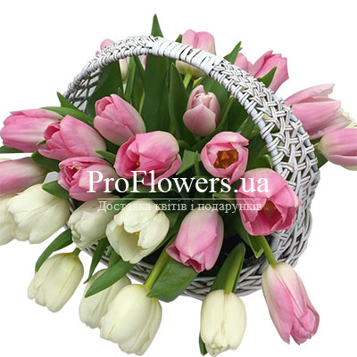 25 white and pink tulips in a basket