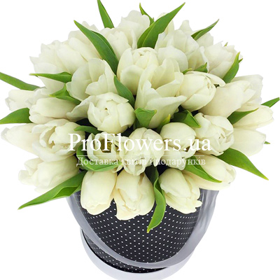 25 white tulips in a box